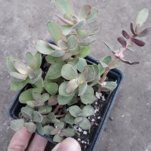 Crassula swaziensis Money Maker variegata