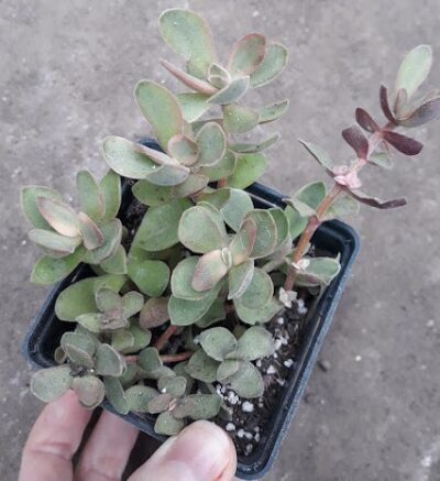 Crassula swaziensis Money Maker variegata
