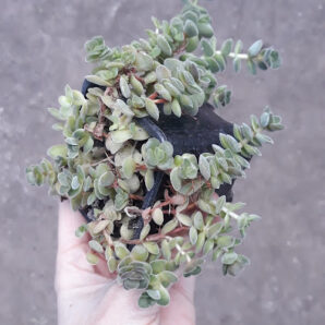 Crassula sericea var. velutina малеча
