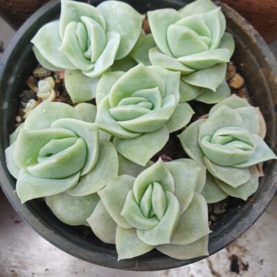 Echeveria Lovely Rose