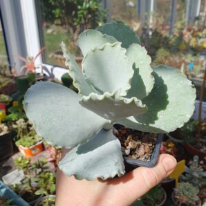 Cotyledon undulata