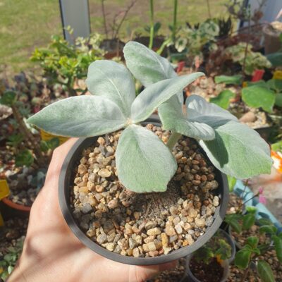 Sinningia leucotricha
