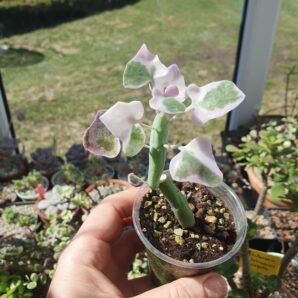 Senecio articulatus variegata