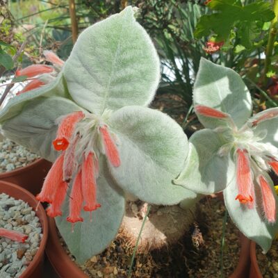 Sinningia leucotricha - Зображення 3