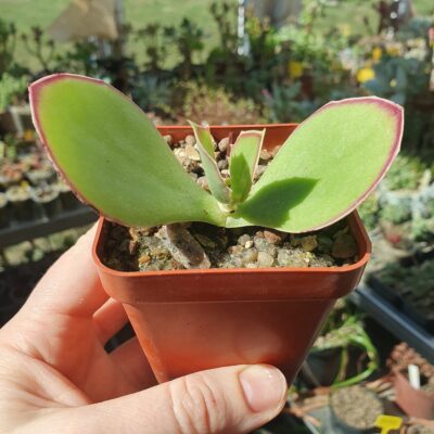 Kalanchoe synsepala