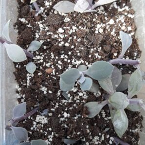 Senecio fulgens(каудекс) зріз