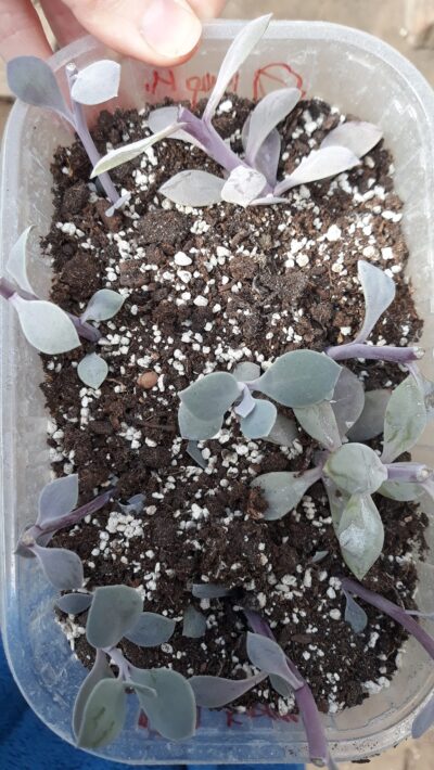 Senecio fulgens(каудекс) зріз