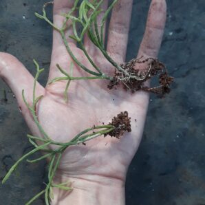 Rhipsalis Cassutha Gaertner