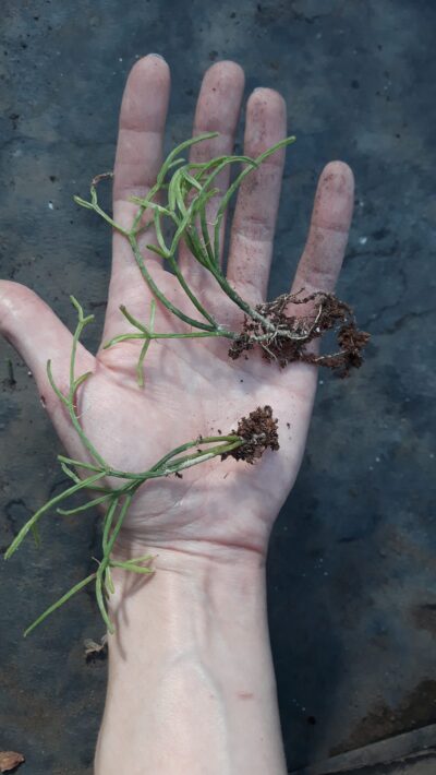 Rhipsalis Cassutha Gaertner