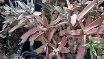 crassula falcata compact вкорінений живець
