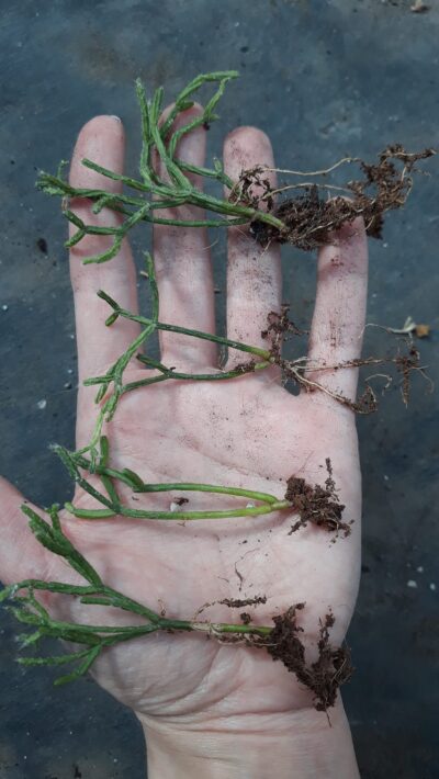 Rhipsalis cereuscula