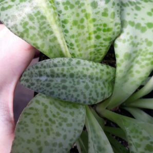 Drimiopsis kirkii variegata | 38