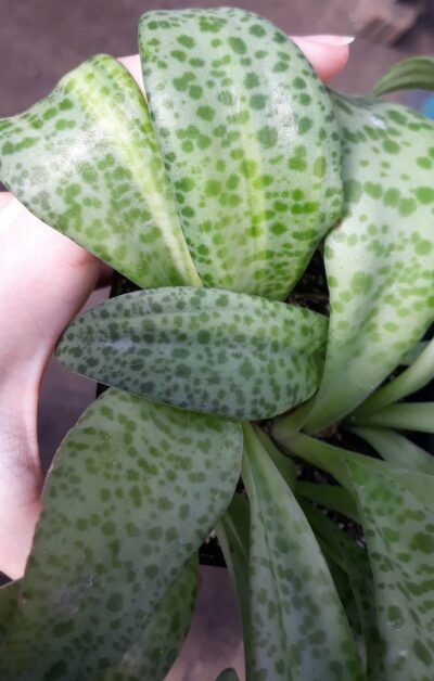 Drimiopsis kirkii variegata