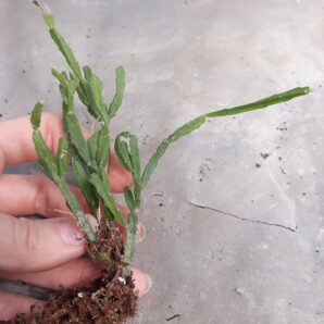 Rhipsalis sulcata | 77