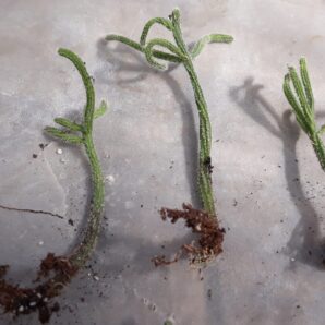 Rhipsalis baccifera subsp. horrida syn. Rhipsalis horrida