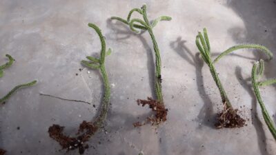 Rhipsalis baccifera subsp. horrida syn. Rhipsalis horrida