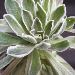 Aeonium ballerina variegata