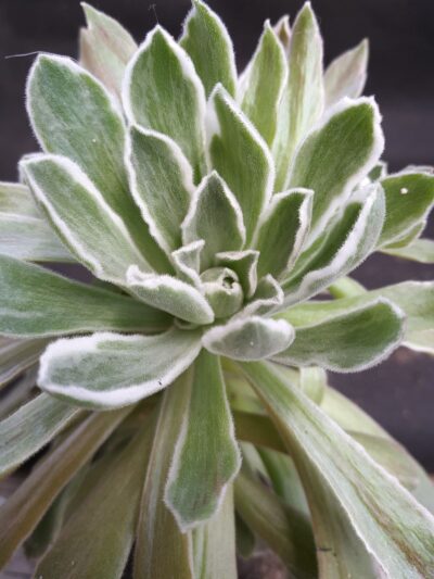 Aeonium ballerina variegata