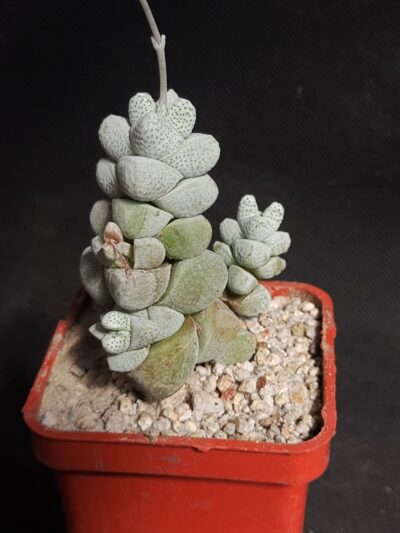 Crassula deceptor