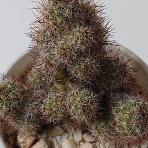 Mammillaria occidentalis