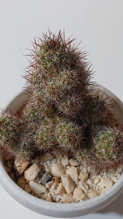 Mammillaria occidentalis