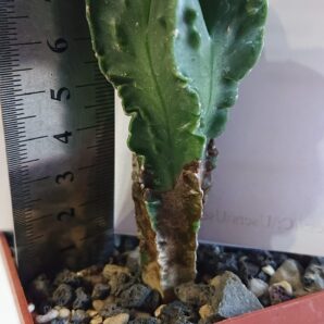 Astrophytum myriostigma v Fukurui