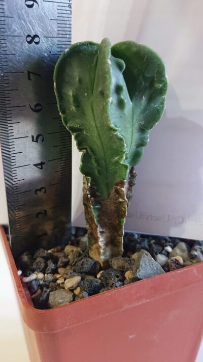 Astrophytum myriostigma v Fukurui