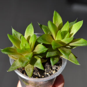 Haworthia cymbiformis