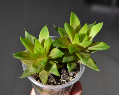Haworthia cymbiformis