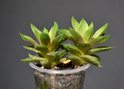 Haworthia cymbiformis - Зображення 2