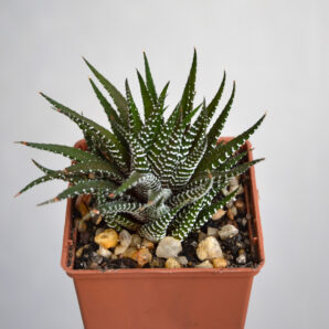 Haworthia fasciata