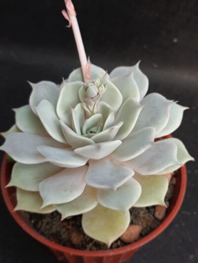 Echeveria Lola
