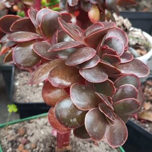Echeveria Red Ball cristata