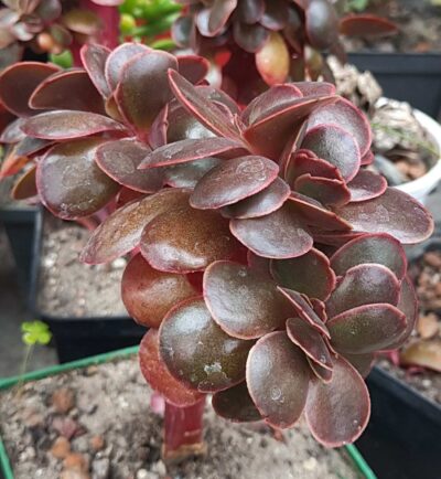 Echeveria Red Ball cristata