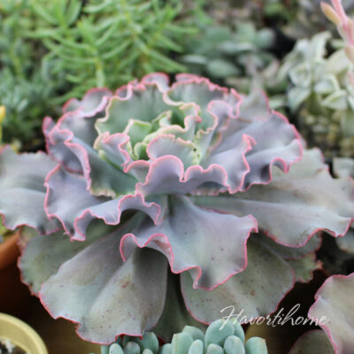 Echeveria Takasago No Okina