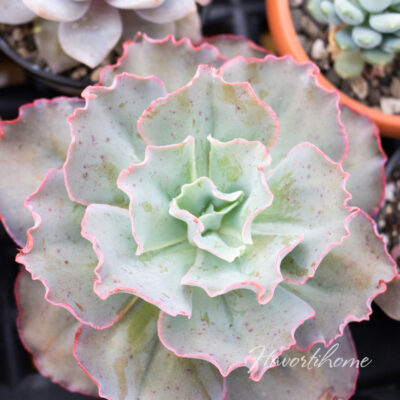 Echeveria Takasago No Okina