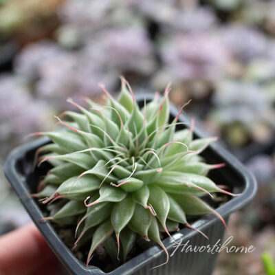 Graptoveria Silver Star