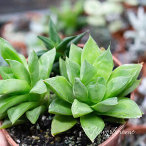 Haworthia cuspidata