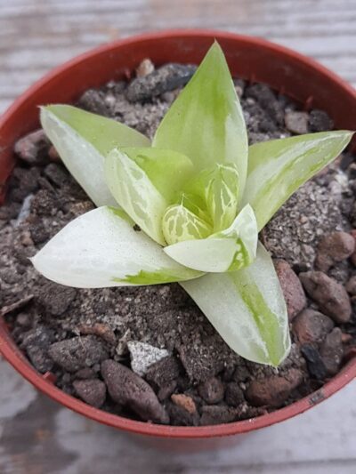 Haworthia cymbiformis variegata
