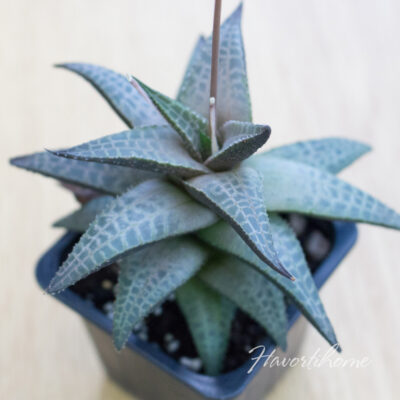 Haworthia venosa tessellata - Зображення 2