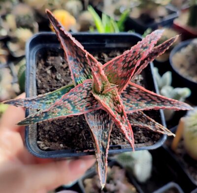 Aloe Pink Blush x Christmas Carol.