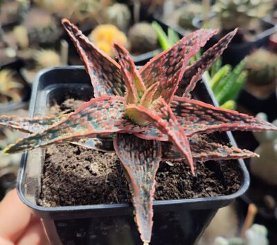 Aloe Pink Blush x Christmas Carol. - Зображення 2