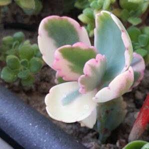 Kalanchoe Fedchenkoi var.