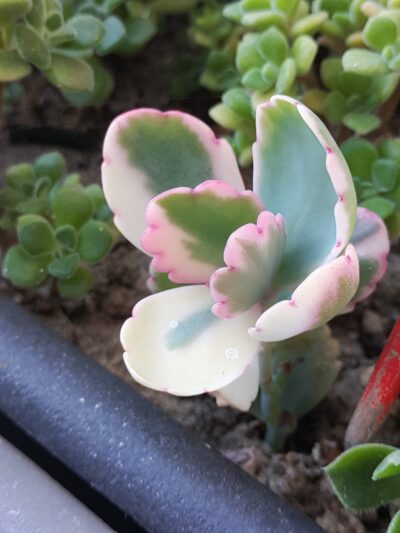 Kalanchoe Fedchenkoi var.