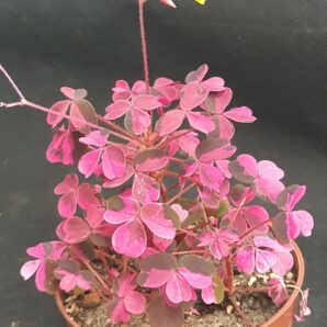 Oxalis Plum Crazy variegated | 78