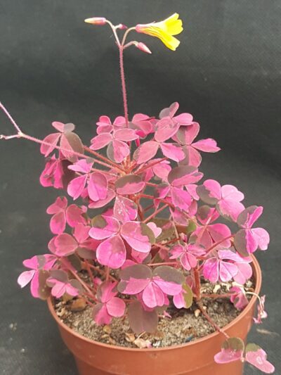Oxalis Plum Crazy variegated