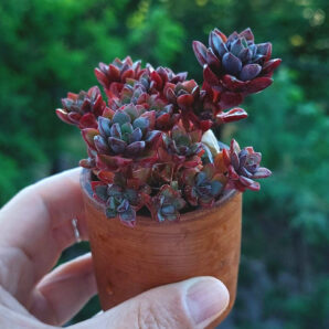Graptoveria "purple dream"