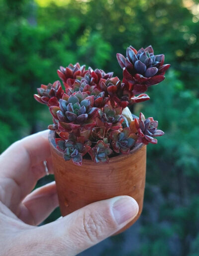 Graptoveria "purple dream"