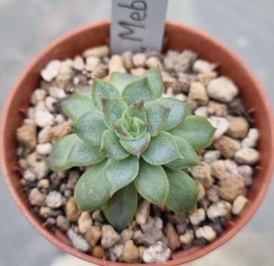 Echeveria "MEBINA" - Зображення 2