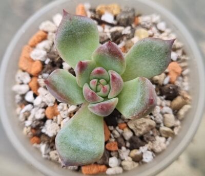 Echeveria "Chihuahuensis" - Зображення 2